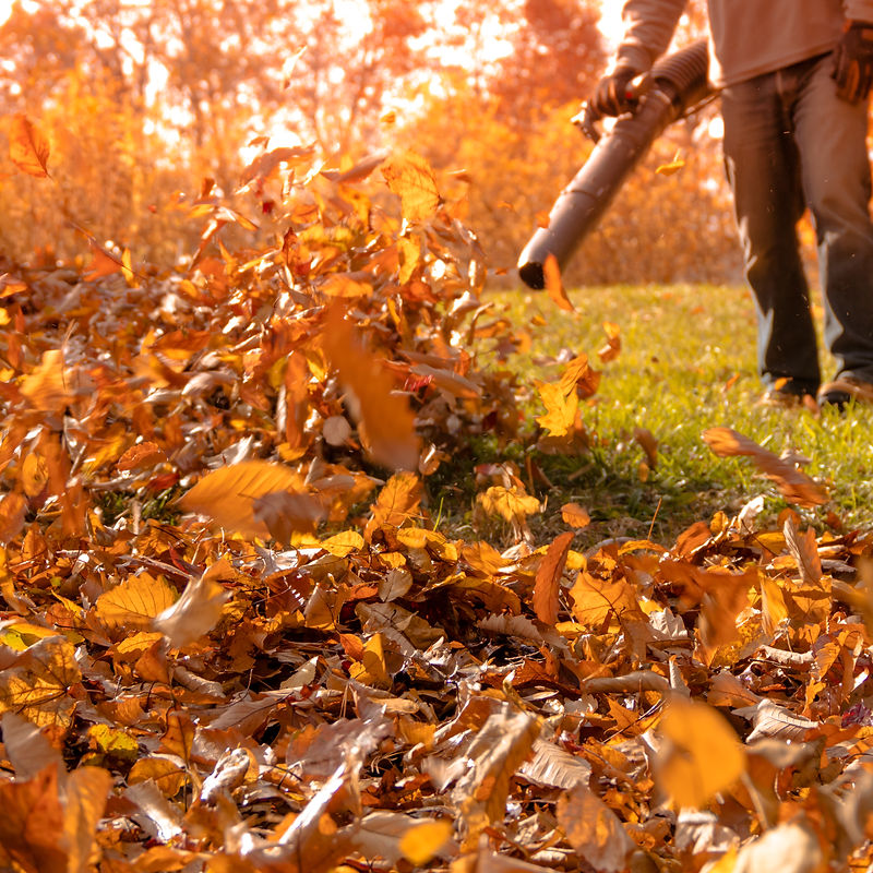 Fall leaf cleanup service